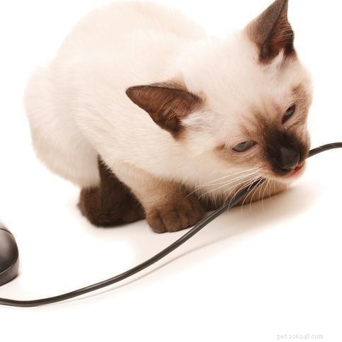 Prevent Cats from Chewing Wires: Simple, Proven Solutions