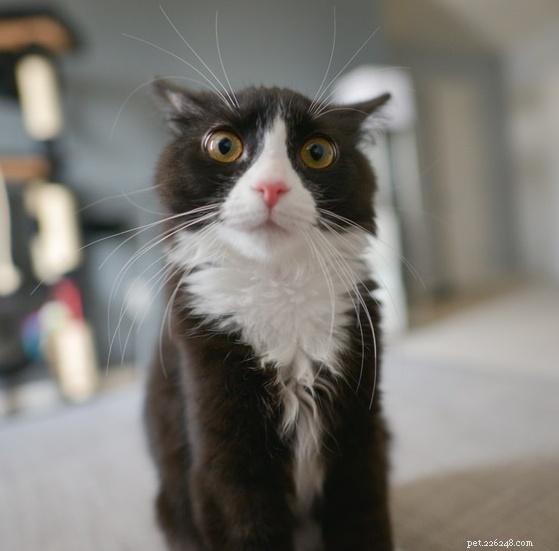 Effective Strategies to Alleviate Separation Anxiety in Cats