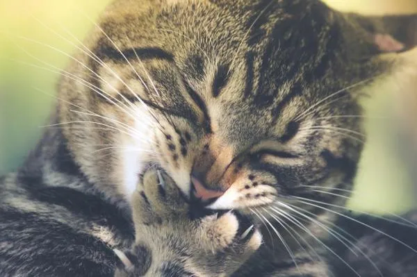 Effective Strategies to Alleviate Separation Anxiety in Cats