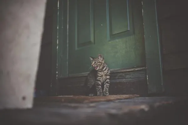 Effective Strategies to Alleviate Separation Anxiety in Cats