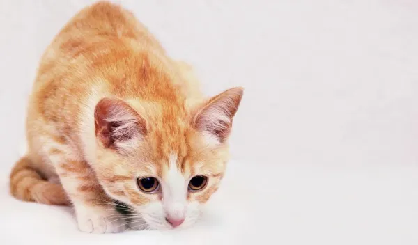 Relief for Your Stressed Cat: Proven Ways to Reduce Anxiety