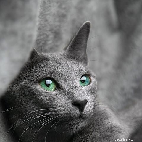 Relief for Your Stressed Cat: Proven Ways to Reduce Anxiety