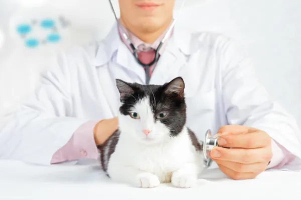 Relief for Your Stressed Cat: Proven Ways to Reduce Anxiety