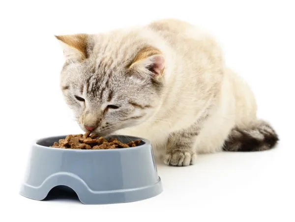Relief for Your Stressed Cat: Proven Ways to Reduce Anxiety