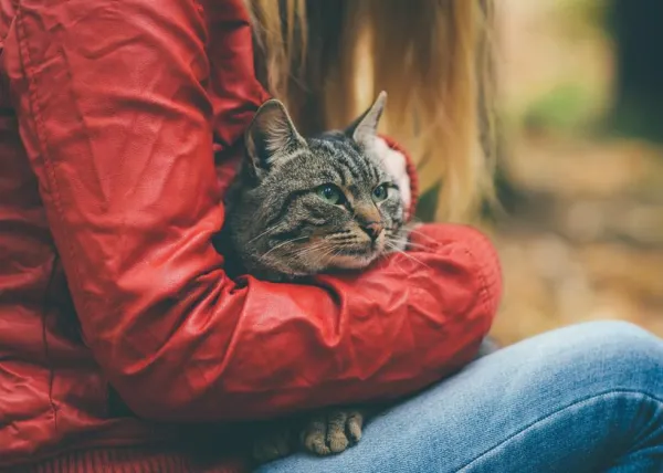 Relief for Your Stressed Cat: Proven Ways to Reduce Anxiety