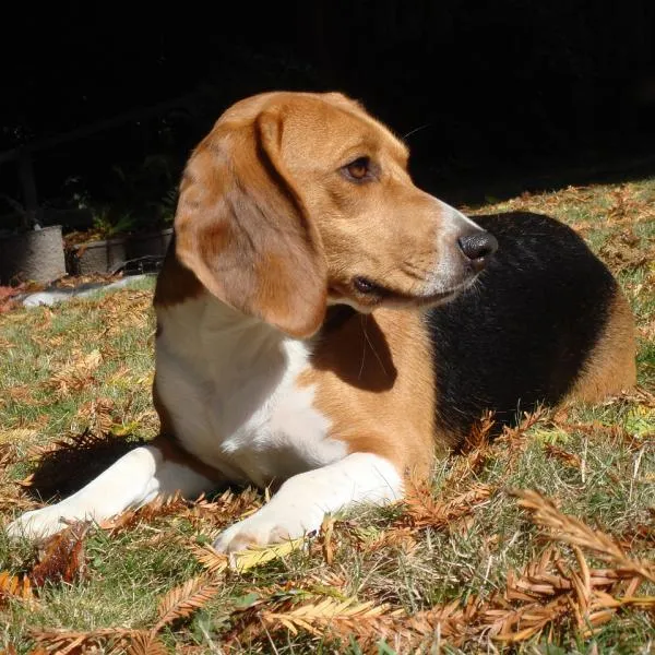 Mastering Beagle Training: Proven Techniques for a Well-Behaved Companion