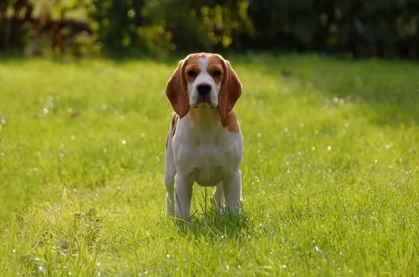 Mastering Beagle Training: Proven Techniques for a Well-Behaved Companion