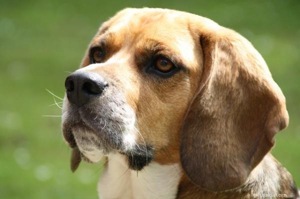 Mastering Beagle Training: Proven Techniques for a Well-Behaved Companion