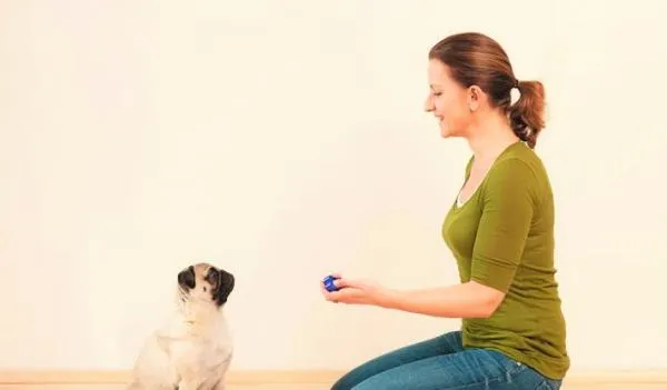 Effective Dog Clicker Training: Strengthen Bond & Communicate Clearly