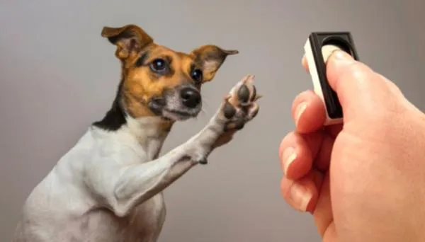 Effective Dog Clicker Training: Strengthen Bond & Communicate Clearly