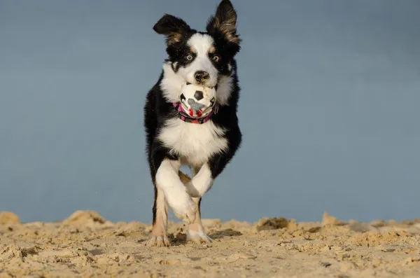 Understanding and Managing Your Dog’s Toy Possessiveness