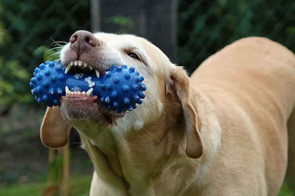 Understanding and Managing Your Dog’s Toy Possessiveness