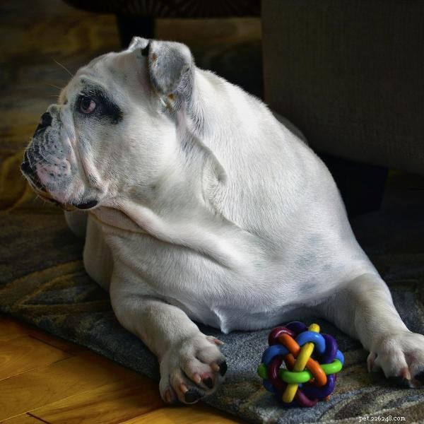 Understanding and Managing Your Dog’s Toy Possessiveness