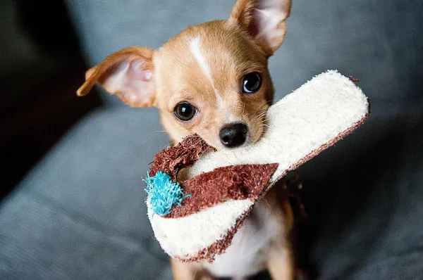 Understanding and Managing Your Dog’s Toy Possessiveness