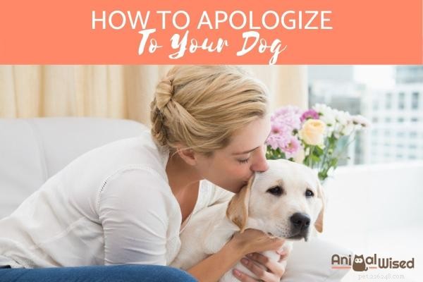 How to Apologize to Your Dog: A Guide to Rebuilding Trust and Strengthening Your Bond