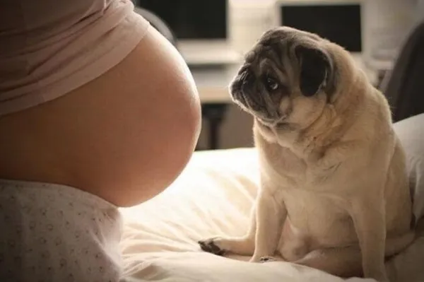 Introducing Your Dog to a New Baby: A Step-by-Step Guide for a Smooth Transition