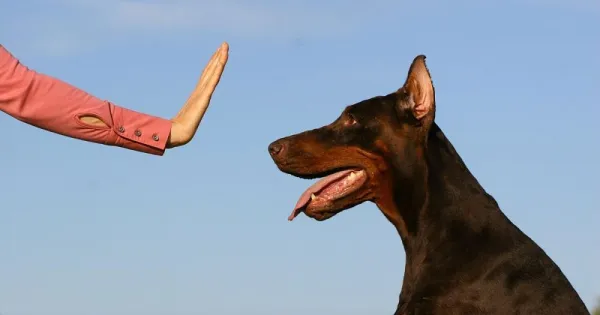 Introducing Your Dog to a New Baby: A Step-by-Step Guide for a Smooth Transition