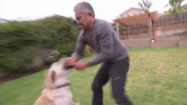 Master Dog Obedience: Proven Methods & Practical Tips
