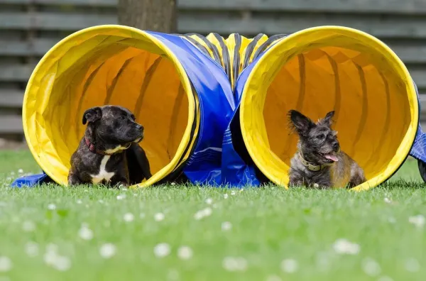 Master Dog Obedience: Proven Methods & Practical Tips