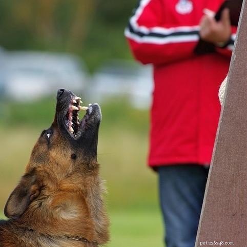 Understanding Dog Aggression Towards People: Causes and Effective Solutions