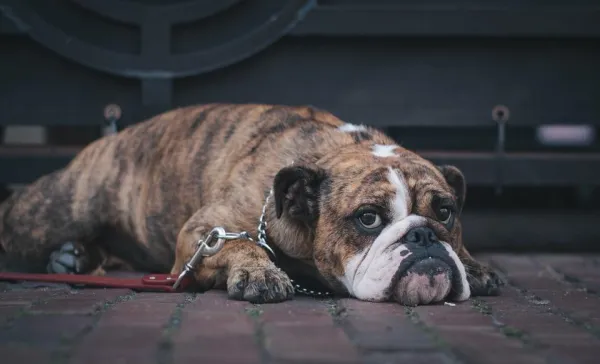 Understanding Dog Aggression Towards People: Causes and Effective Solutions