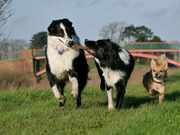 Understanding Dog Aggression Towards People: Causes and Effective Solutions