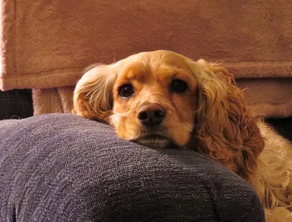 Understanding Dog Aggression Towards People: Causes and Effective Solutions