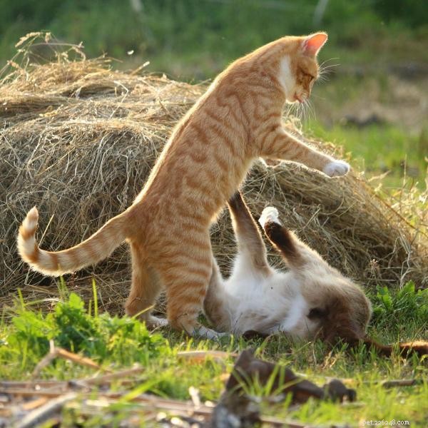 Understanding Cat Aggression Toward Other Cats: Causes & Solutions