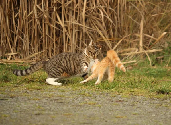 Understanding Cat Aggression Toward Other Cats: Causes & Solutions