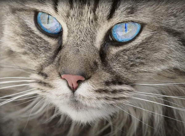Understanding Cat Aggression Toward Other Cats: Causes & Solutions