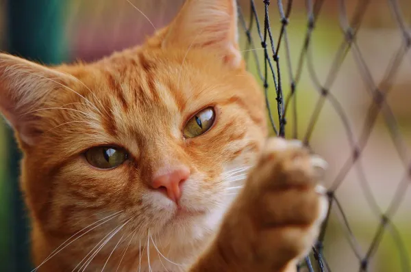 Understanding Cat Aggression Toward Other Cats: Causes & Solutions