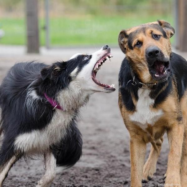 Mastering Bite Inhibition: Key to Safe, Socialized Dogs