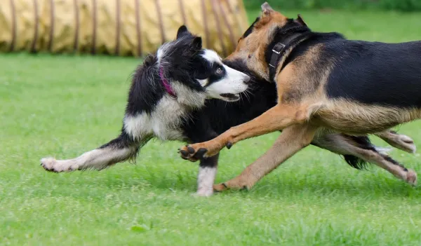 Mastering Bite Inhibition: Key to Safe, Socialized Dogs