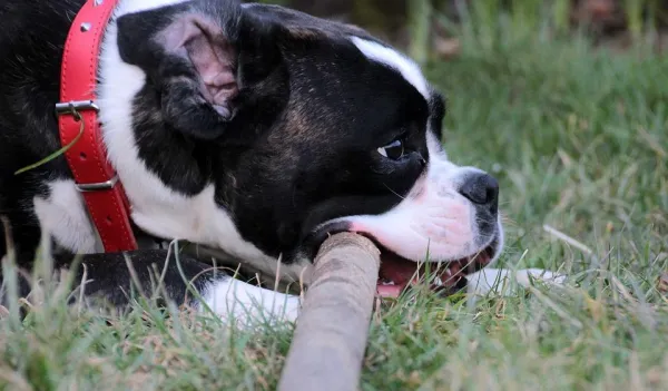 Mastering Bite Inhibition: Key to Safe, Socialized Dogs