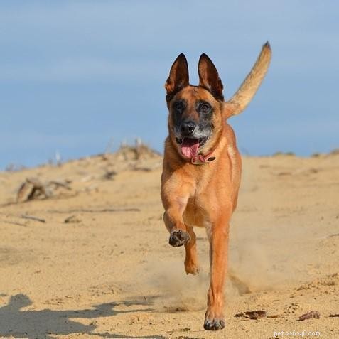 Effective Exercise Strategies for Energetic Dogs