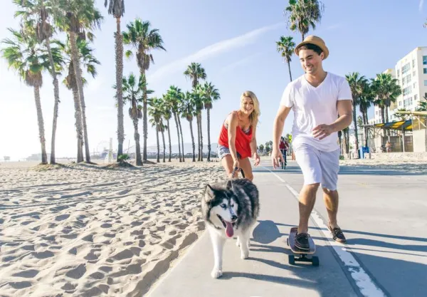 Effective Exercise Strategies for Energetic Dogs