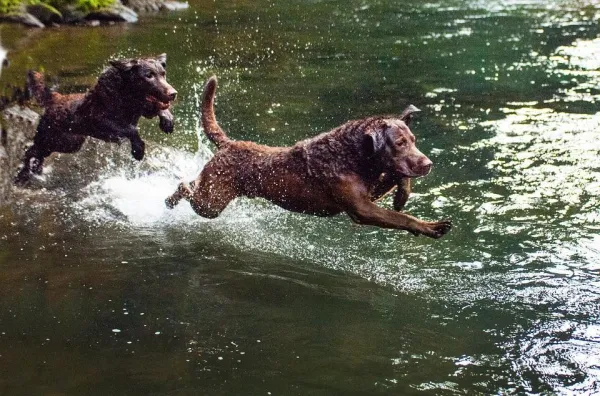 Effective Exercise Strategies for Energetic Dogs