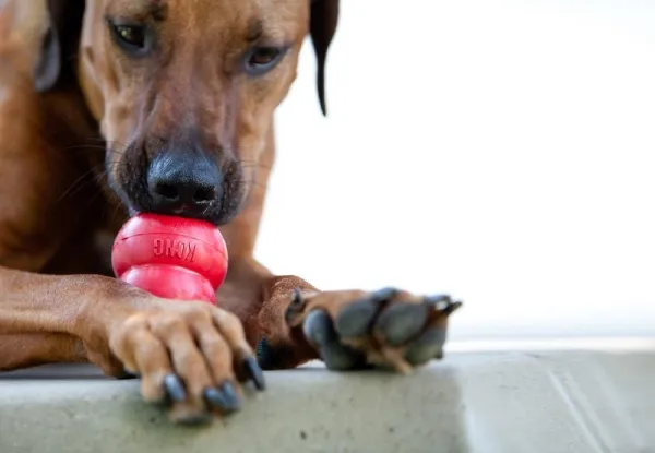 Effective Exercise Strategies for Energetic Dogs