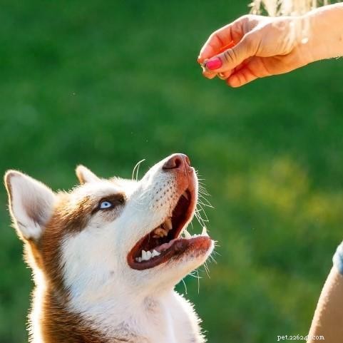 Essential Qualifications and Steps to Become a Professional Dog Trainer