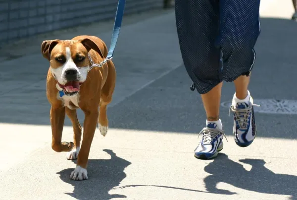 Essential Qualifications and Steps to Become a Professional Dog Trainer