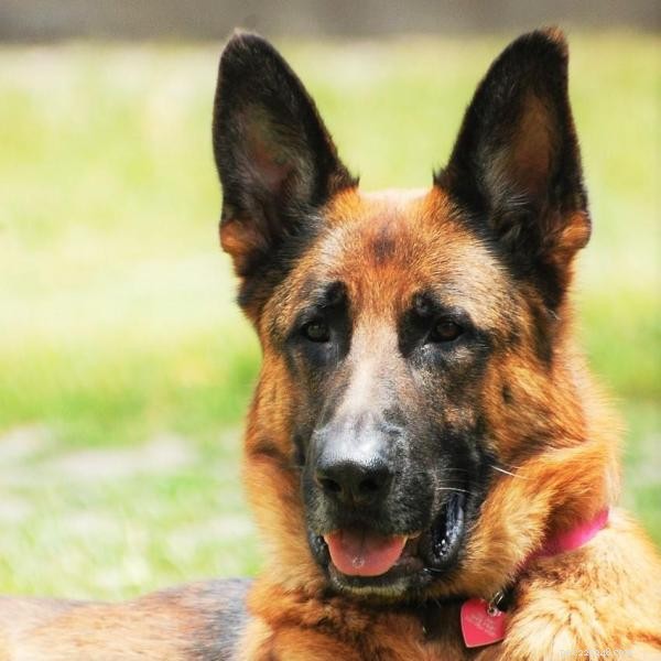 How to Train Your German Shepherd: Expert Tips for a Loyal Companion