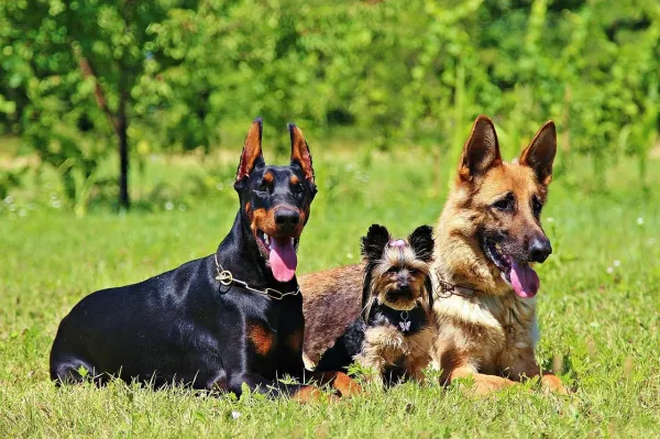 How to Train Your German Shepherd: Expert Tips for a Loyal Companion