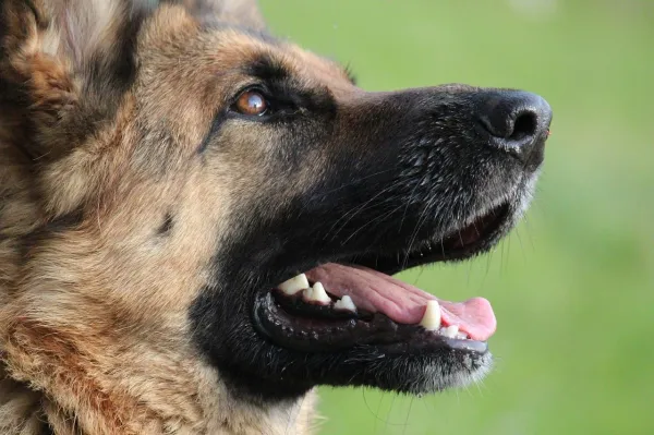 How to Train Your German Shepherd: Expert Tips for a Loyal Companion