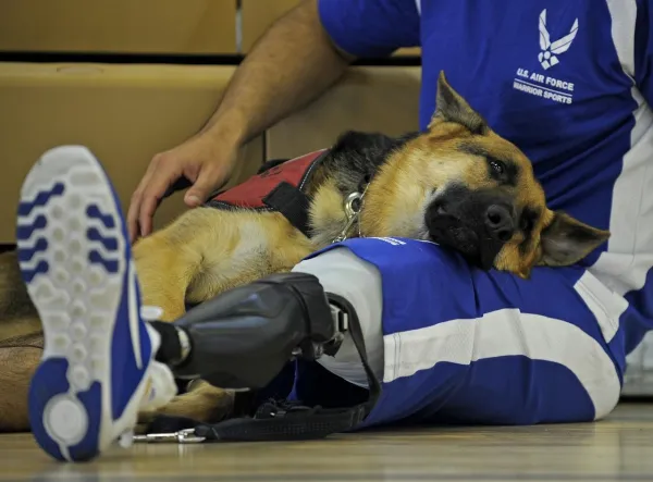 How to Train Your German Shepherd: Expert Tips for a Loyal Companion