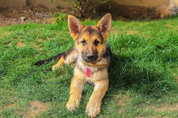 How to Train Your German Shepherd: Expert Tips for a Loyal Companion