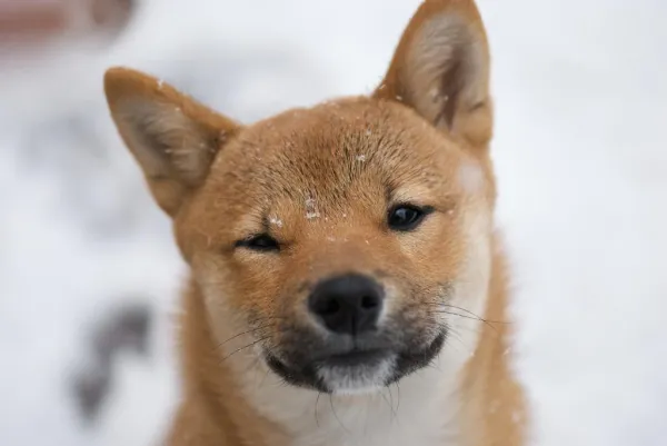Prevent Biting: Proven Ways to Stop Your Shiba Inu from Nipping
