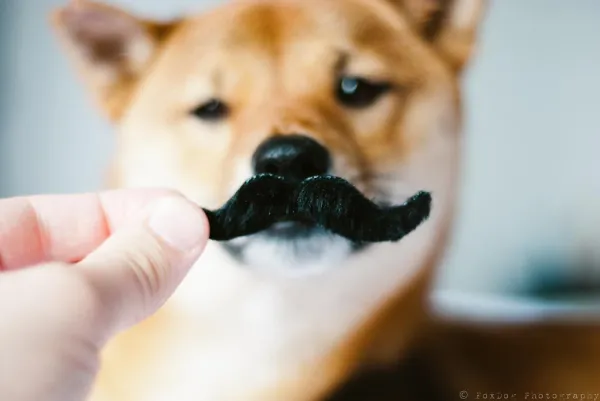 Prevent Biting: Proven Ways to Stop Your Shiba Inu from Nipping