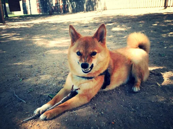 Prevent Biting: Proven Ways to Stop Your Shiba Inu from Nipping