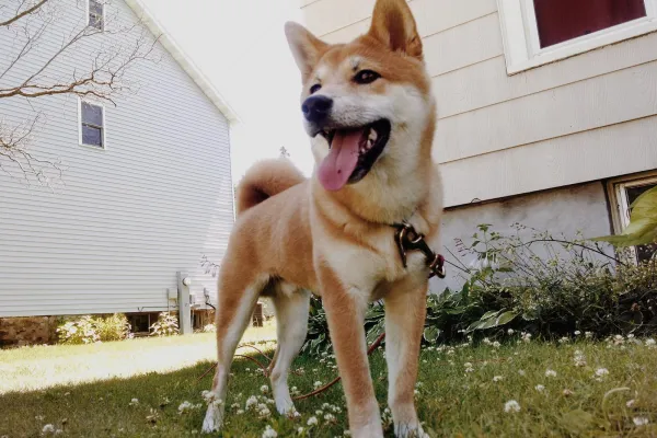 Prevent Biting: Proven Ways to Stop Your Shiba Inu from Nipping