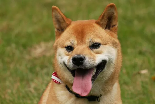 Prevent Biting: Proven Ways to Stop Your Shiba Inu from Nipping